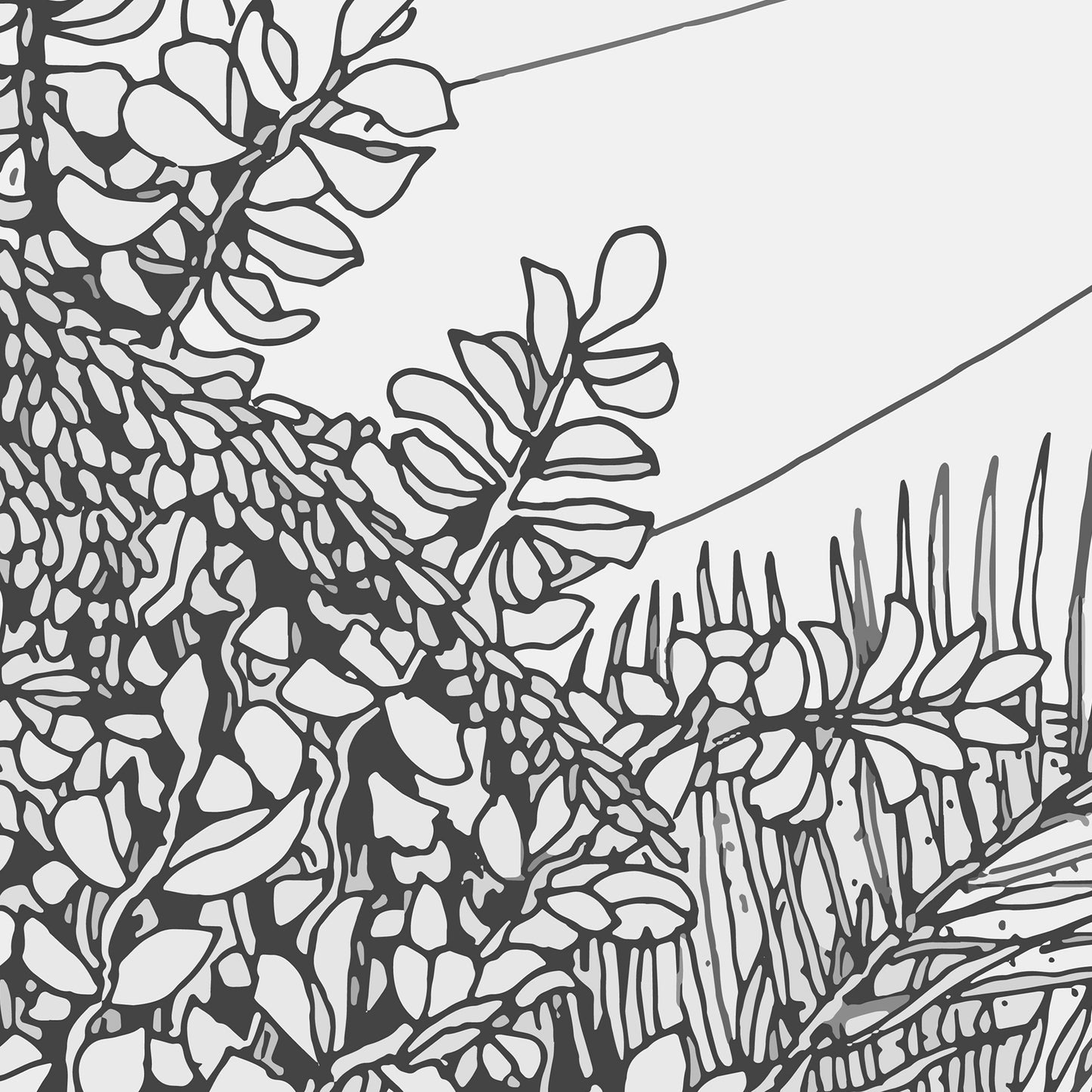 Black and white line drawing of leafy plants