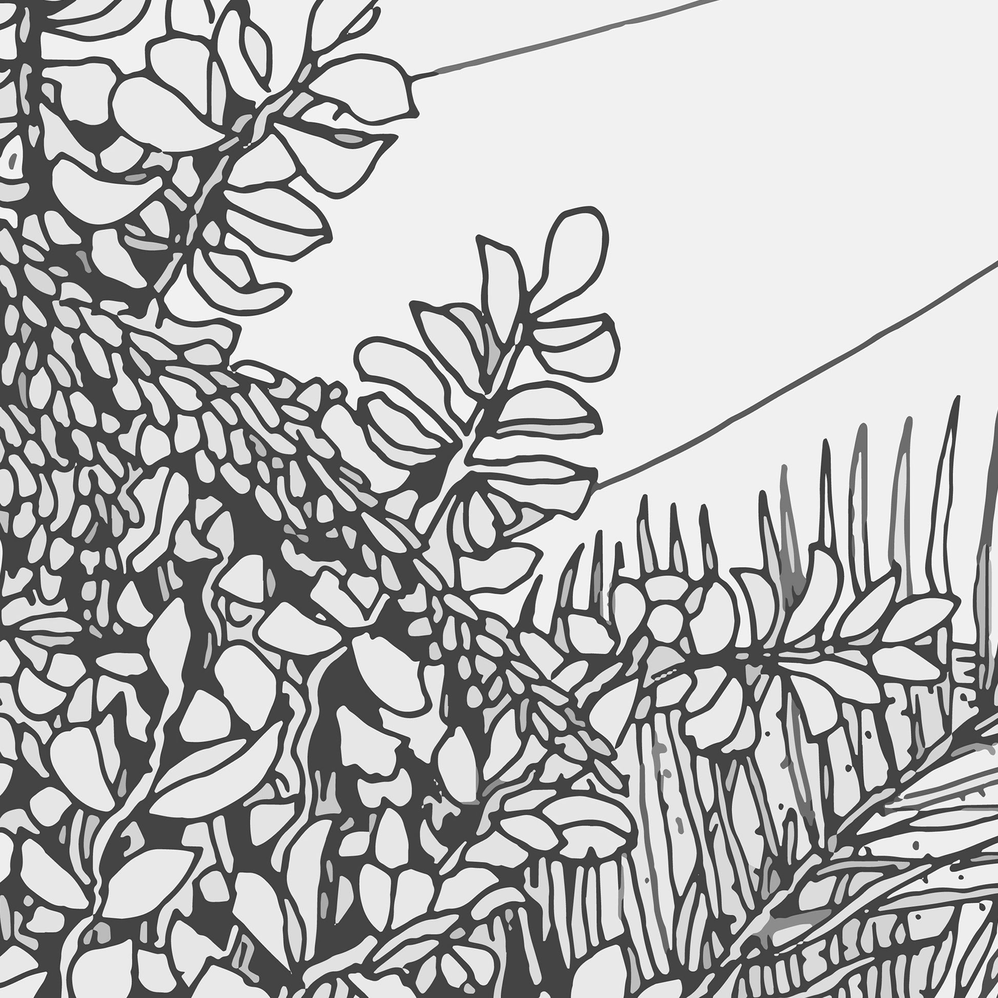 Black and white line drawing of leafy plants